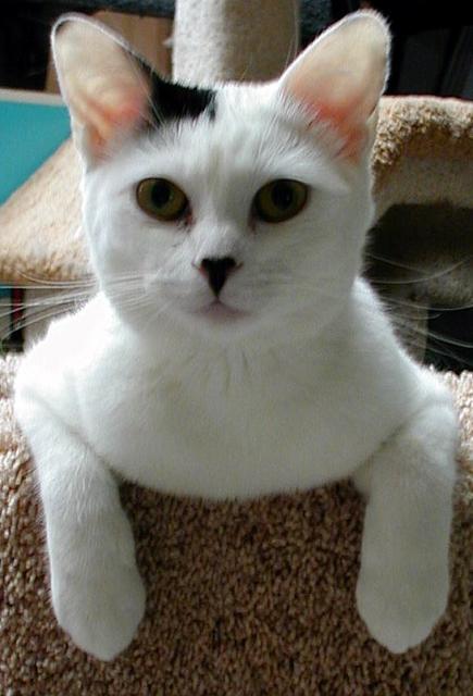 Sammi