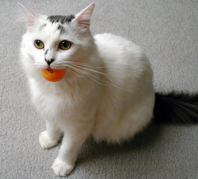 Smudge