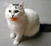 Smudge
