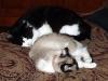 Isabella and Brutus sleeping