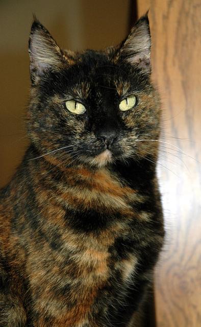 Georgie (II) picture #2