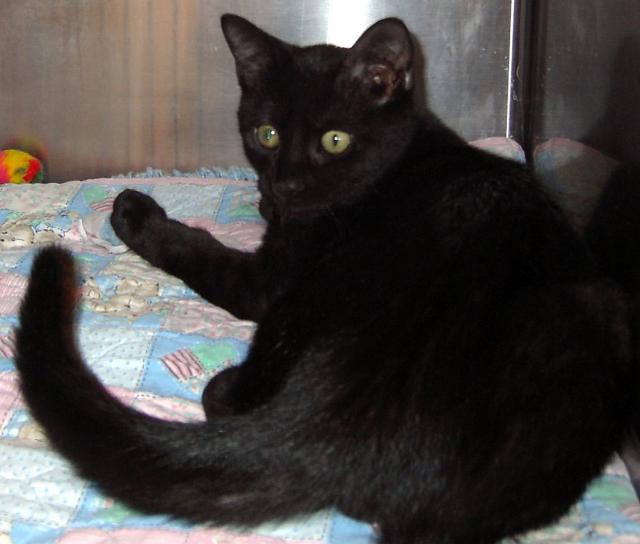 Raven, a.k.a. &quot;Sparky&quot;