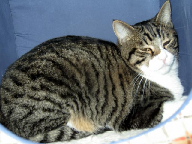 Widget