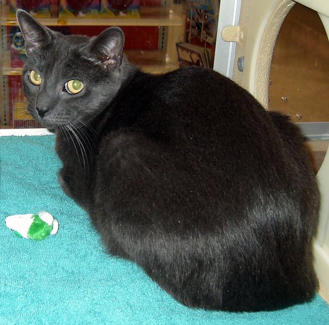 Houdini pic. #2
