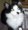 Bootsie
