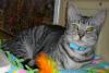 Cleopatra a.k.a Cleo