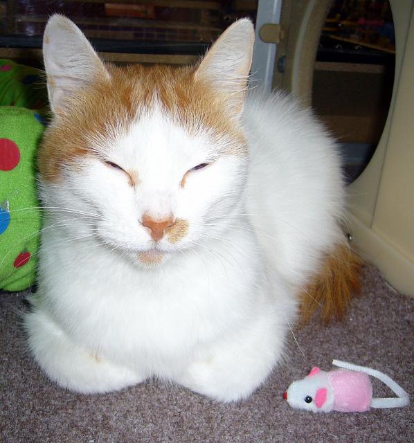 Sugar picture #2