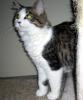 Princess (5 mon. old) pic. #1