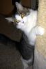 Princess (5 mon. old) pic. #2