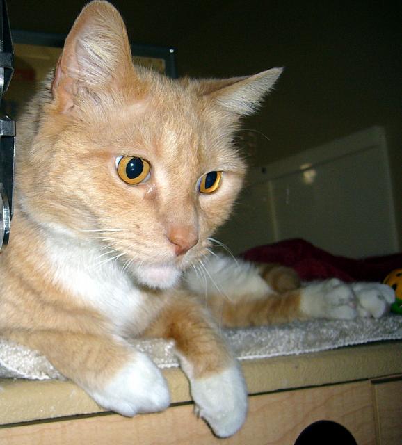 Maxwell pic. #2