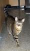 Pouncer (pic. #1)