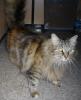 Tiger Kitty (pic. #2)