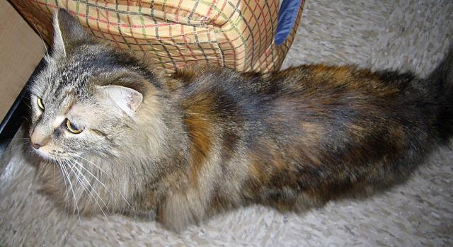 Tiger Kitty (pic. #3)