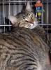 Pouncer (pic. #2)