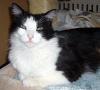 Buddy (pic. #2)