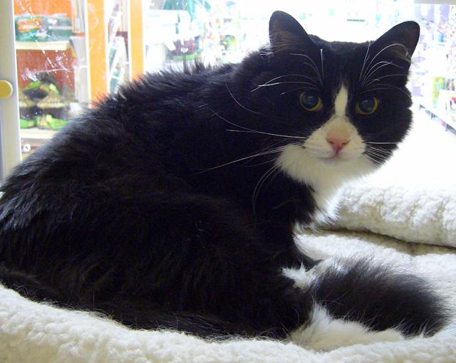 Sylvester
