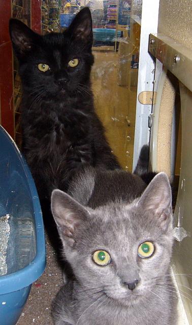 Teddy and Timmy (pict. together)
