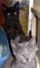 Teddy and Timmy (pict. together)