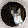 Harriet (pic. #1)
