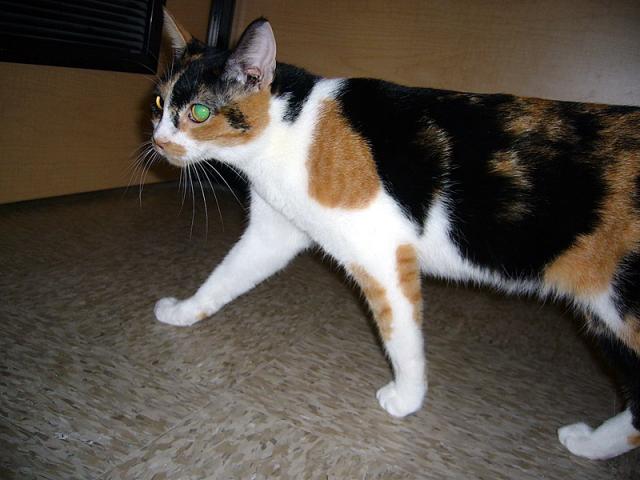 Holly (pic. #1)