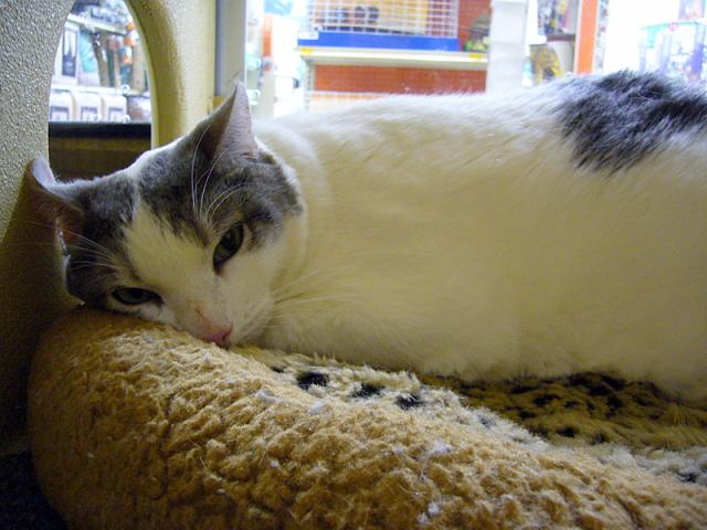 Benjamin (pic. #2)