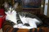 Harriet (pic. #3)