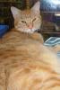 Garfield (pic. #1)