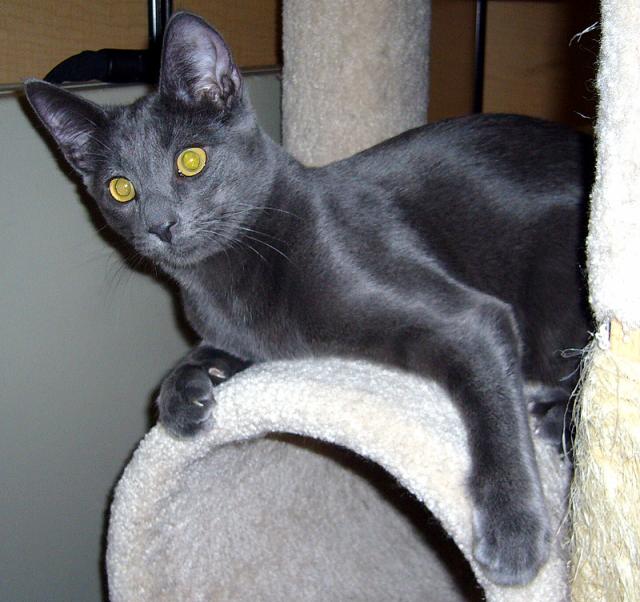 Zeus (pic. #1)
