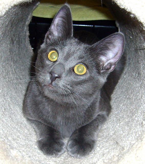 Zeus (pic. #2)