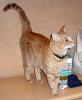 Garfield (pic. #2)