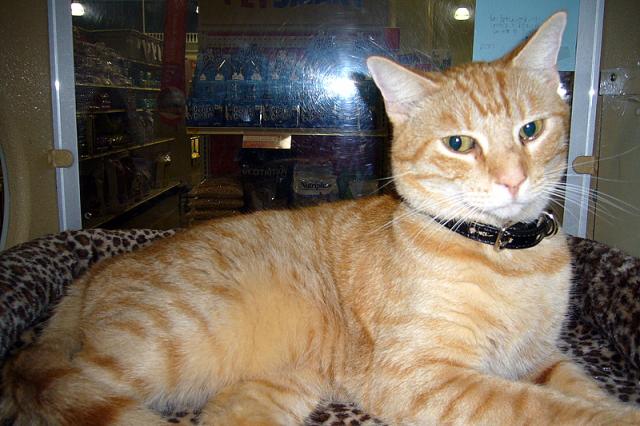 Garfield (pic. #3)