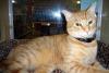 Garfield (pic. #3)