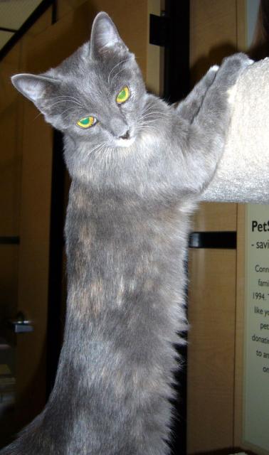 Sassy (pastel torti, pic. #2)