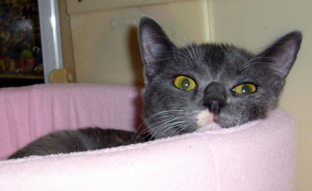 Sassy (pastel torti, pic. #1)