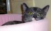 Sassy (pastel torti, pic. #1)
