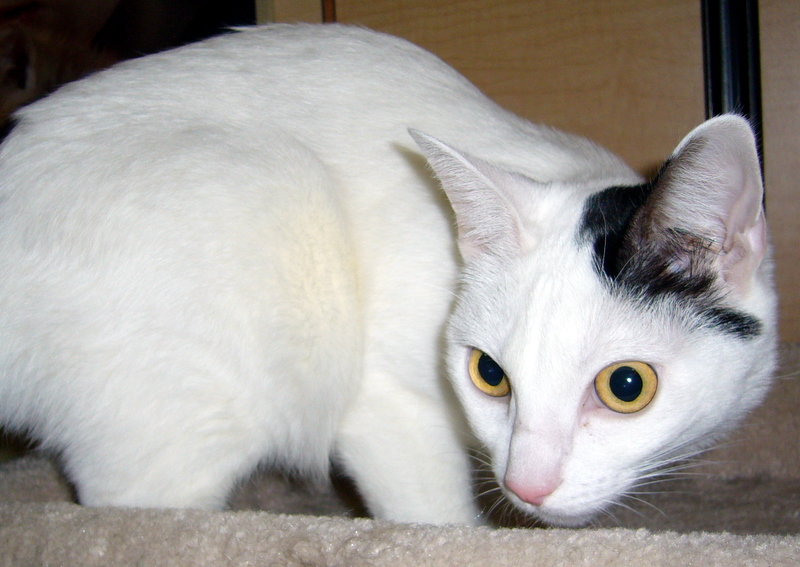 Clover (pic. #2)