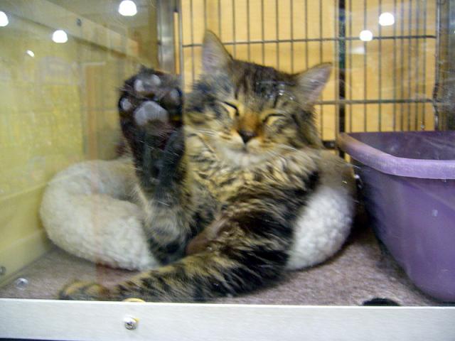 Ziggie (pic. #2)