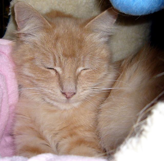 Reba