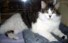 Buddy (Virginia's Buddy, pic. #2)