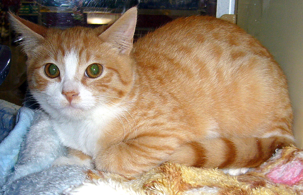 Opie (pic. #1)