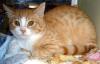 Opie (pic. #1)