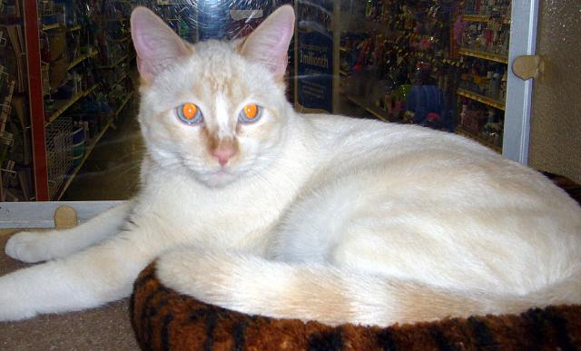 Aeris a.k.a Mr. Blue Eyes