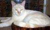 Aeris a.k.a Mr. Blue Eyes