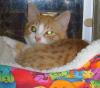Opie (pic. #2)