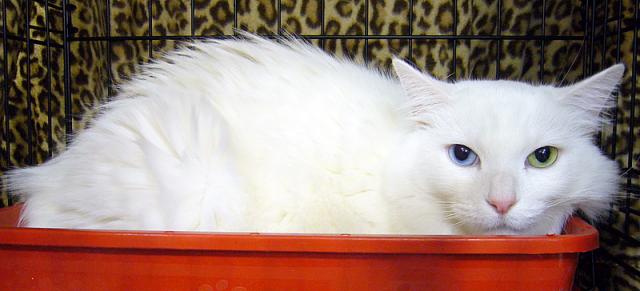 Priscilla
