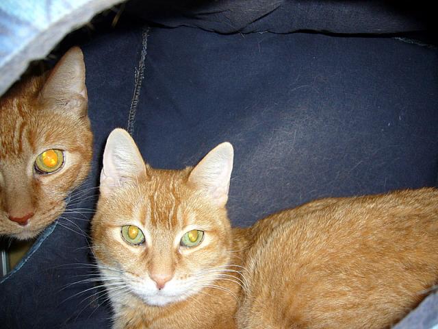 Holly and Elmo