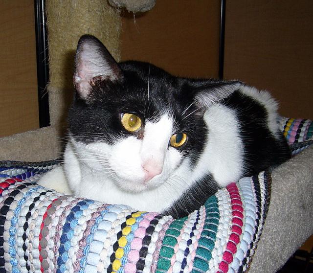 Hamlet (of Pepper and Hamlet)