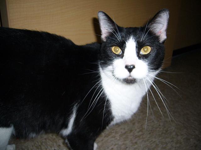 Pepper (of Pepper and Hamlet)