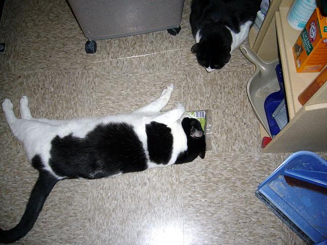 Pepper and Hamlet (catnip)