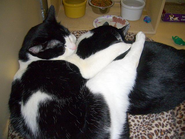 Pepper and Hamlet (napping)